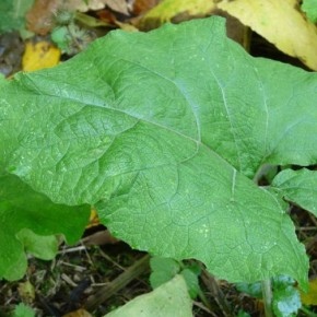 ����� ��� ������������ ������� ��� ��������: ��������� �����������