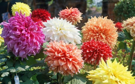 Как вырастить георгины, которые покорят всех своим цветением