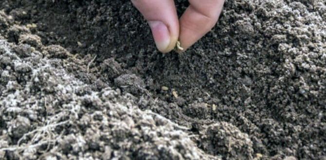 ������� ������� �������: ��� ����� ����� ������ � ����� ��� ������