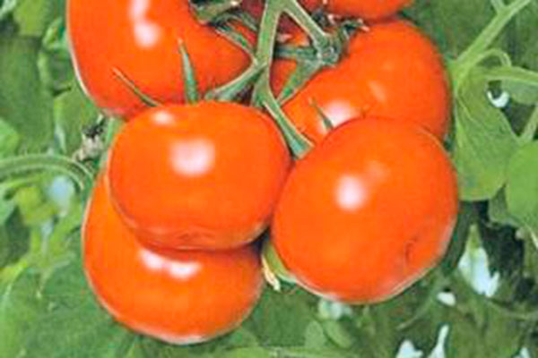 Томаты Бетта: ваши новые любимцы в огороде