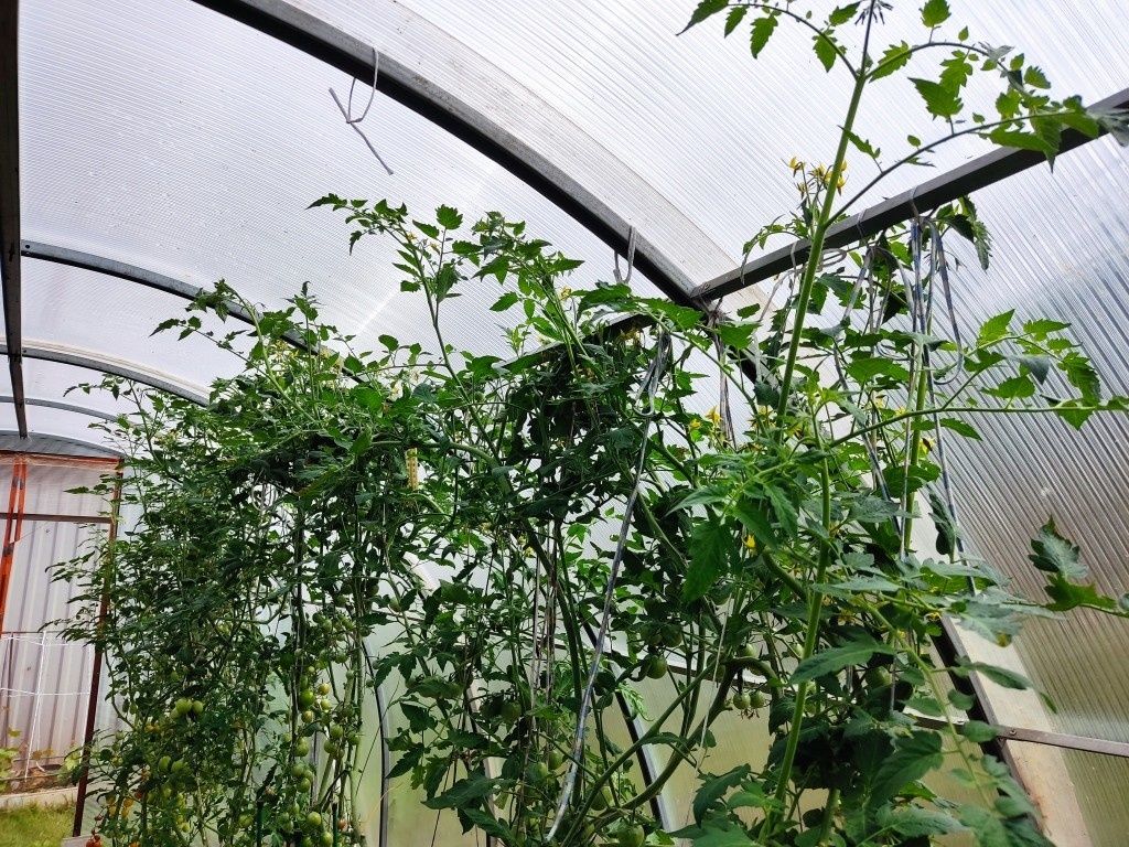 Как справиться с высокорослыми помидорами в теплице