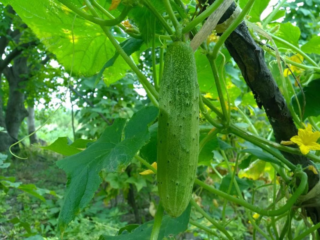 Как добиться идеальной рассады огурцов и кабачков: секреты успешного старта