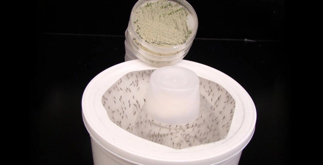 Новый гриб с цветочным ароматом поможет победить комаров