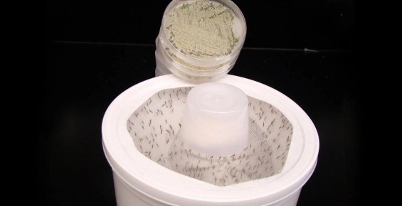 Новый гриб с цветочным ароматом поможет победить комаров