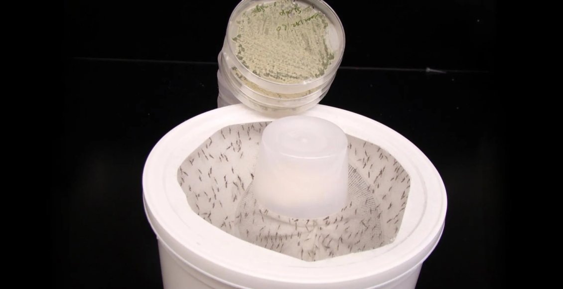 Новый гриб с цветочным ароматом поможет победить комаров