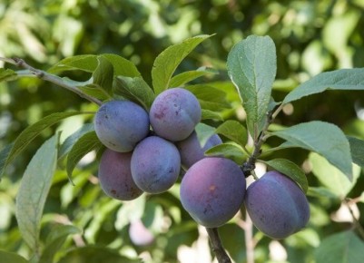 Урожайные сорта сливы: как их выбрать и что о них знать