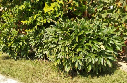 Заботы об пионах: как подготовить эти чудесные цветы к зиме