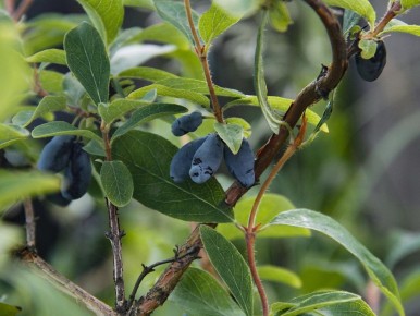 Питательная смесь для жимолости: секреты быстрого роста