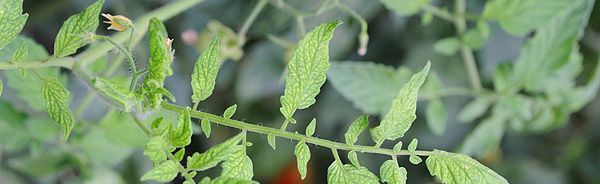 ��� ���������� �������� ����������� ������� � �������: ������ ��� ���������