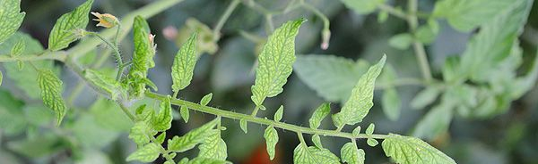 Как распознать нехватку питательных веществ у томатов: советы для садоводов