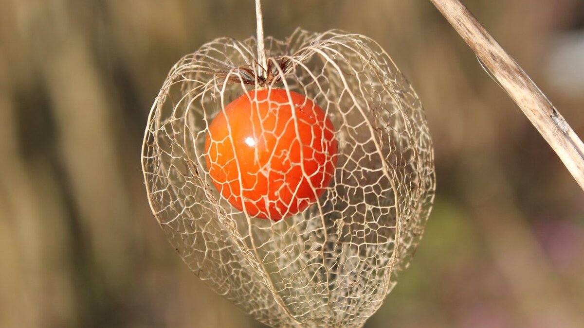 Физалис в России: как вырастить красивый и вкусный плод