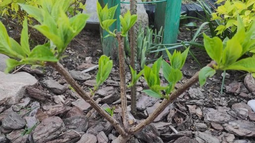 Как сохранить метельчатую гортензию зимой: простые приемы для надежной защиты