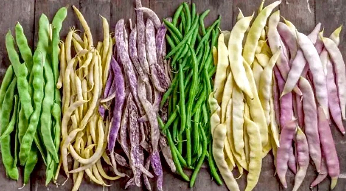 Незаменимые советы по заготовке стручковой фасоли на зиму