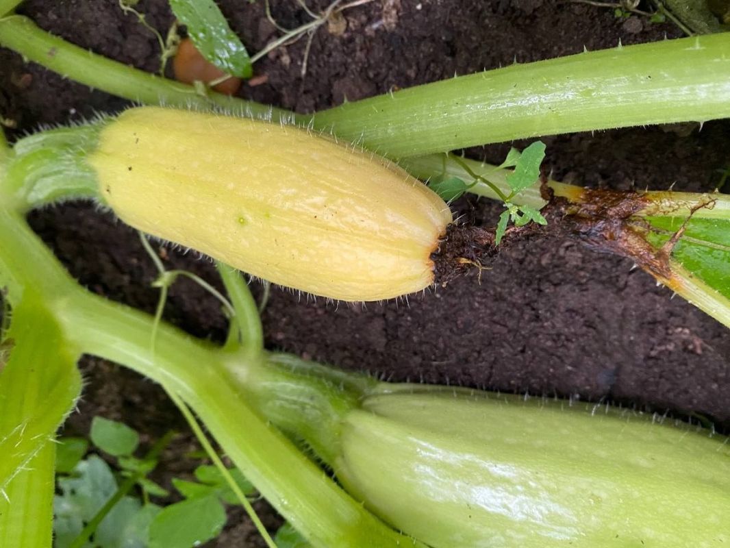 ��� ��������� ������� �� ������� �� ������: �������� ������