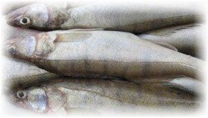 ��� ��������� ������ ����: ������� ����������� ����������