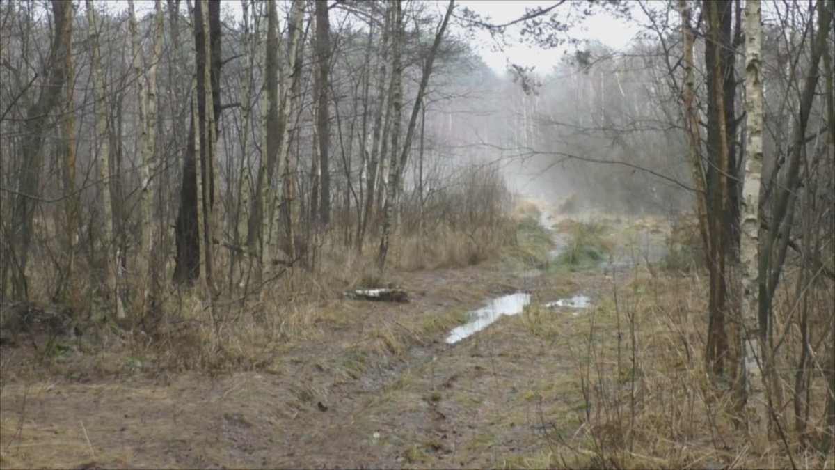 Грибные находки: что можно собрать в лесу в декабре