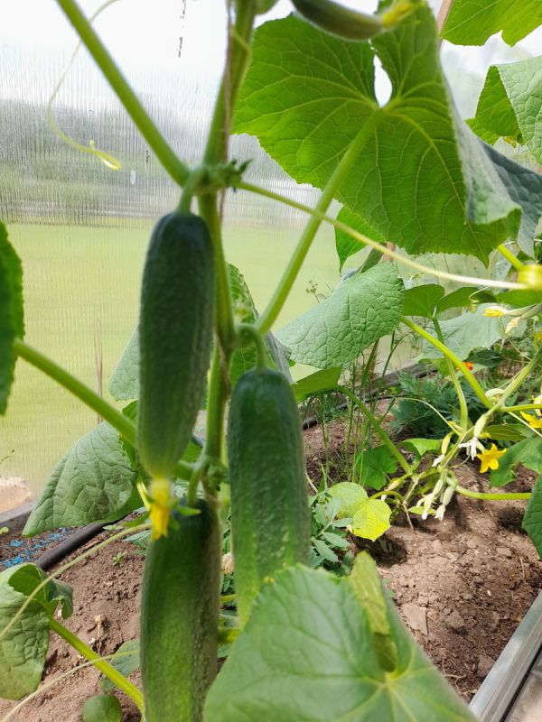 Огурцы: секреты ухода и их удивительные свойства