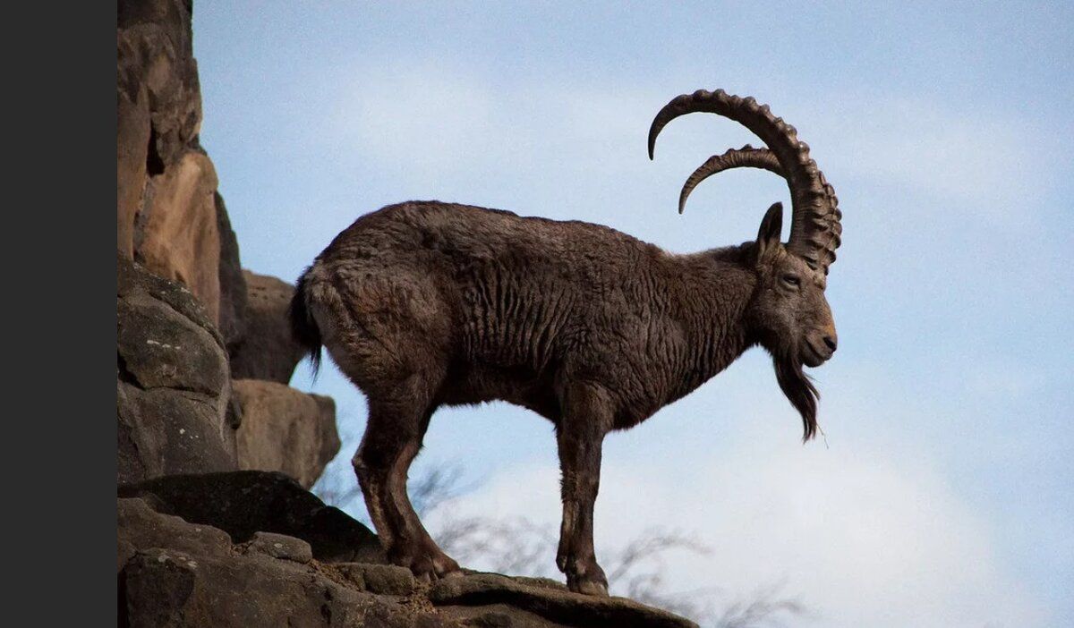 Необычные горные козлы: Кто такие кавказские туры?