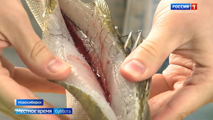 Опасность описторхозом: новосибирцам стоит быть осторожнее на рыбалке