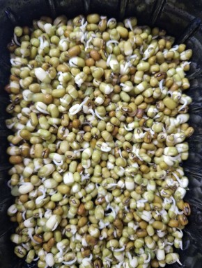 Вкусный способ укрепить здоровье: салат с машем