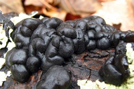 Открытие грибного мира: самые загадочные виды на планете