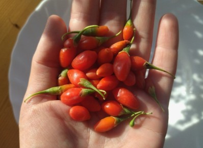 Соседка чуть не потеряла деньги на чудо-ягодах: что скрывают популярные годжи