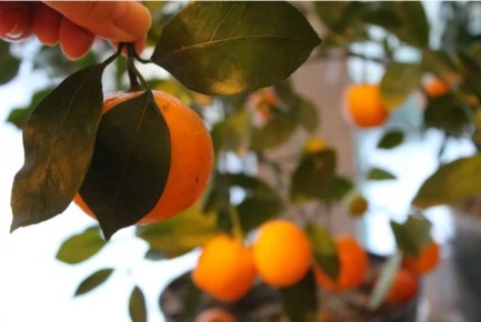 Как избежать аллергии на мандарины: советы по умеренному потреблению