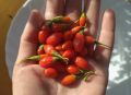 Соседка чуть не потеряла деньги на чудо-ягодах: что скрывают популярные годжи