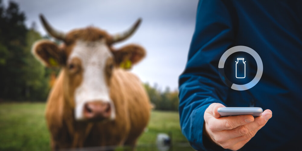 Выбираем между жирным и обезжиренным молоком: что выбрать для здоровья?