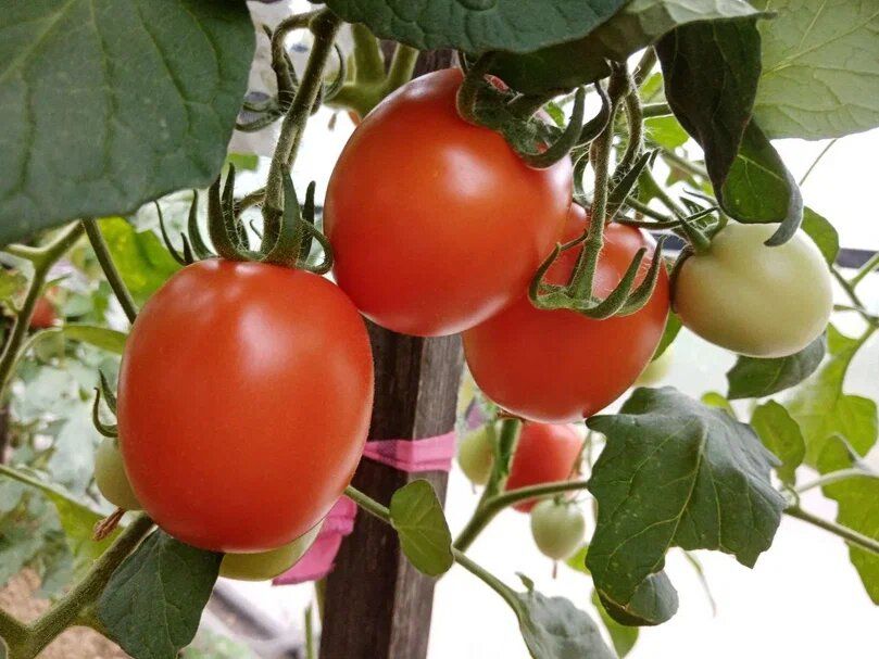 ��� ��������� �������� ����� � �������� ��������? ������ �� ��������