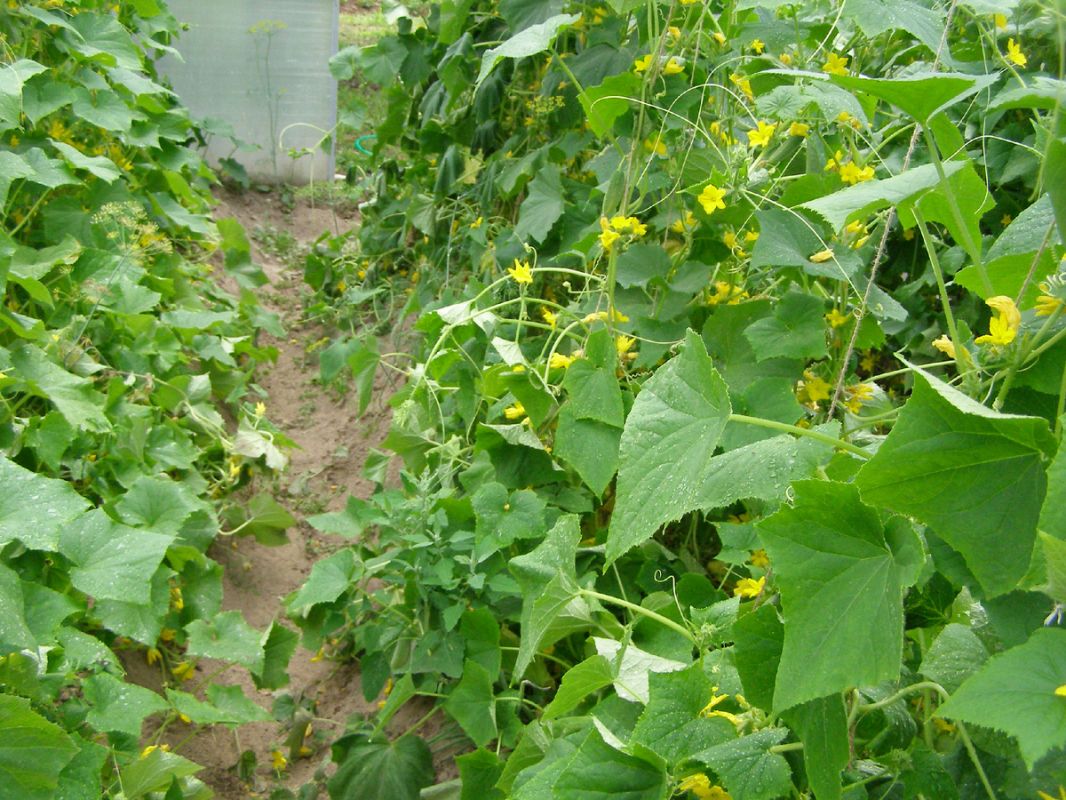 ���������� ������� ������� ������� �� ����: ��� ��������� ��������� ��������