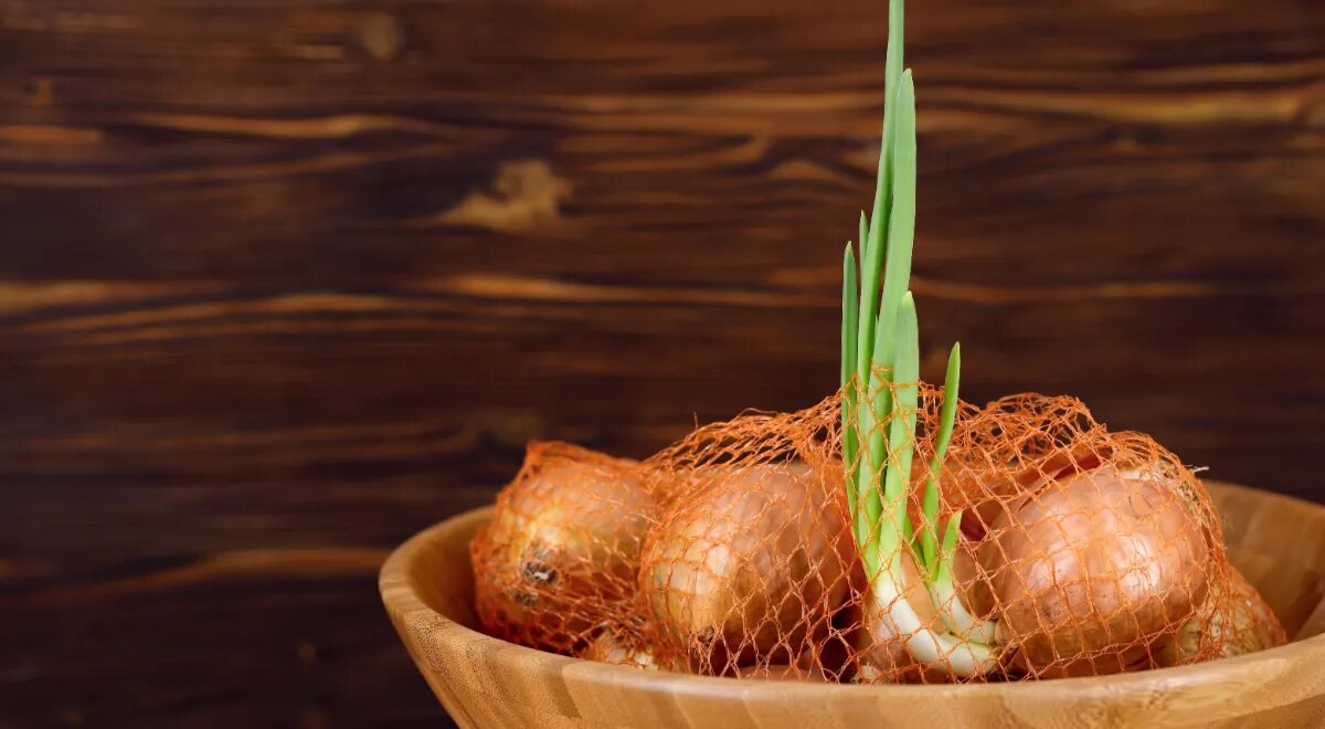 Стоит ли использовать проросший лук в кулинарии?
