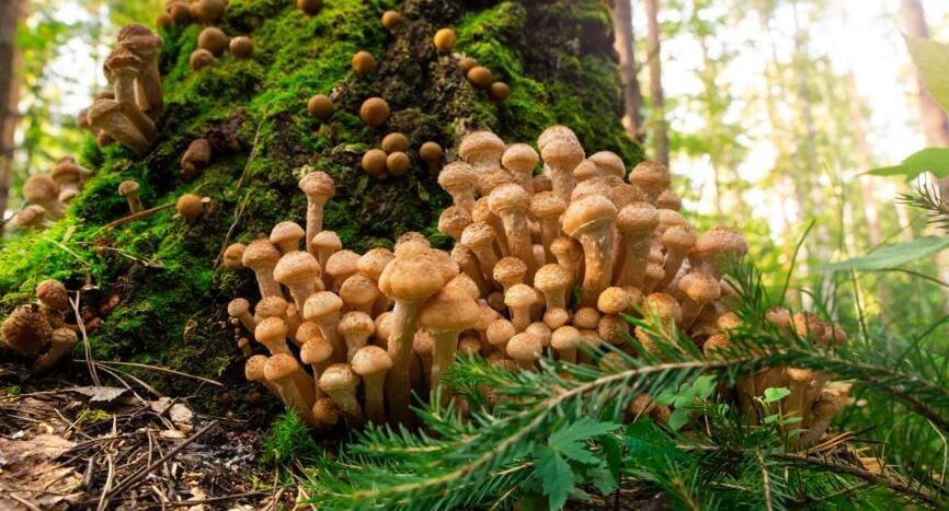 ������� �����: ����� ������� ���� ��������� � �������