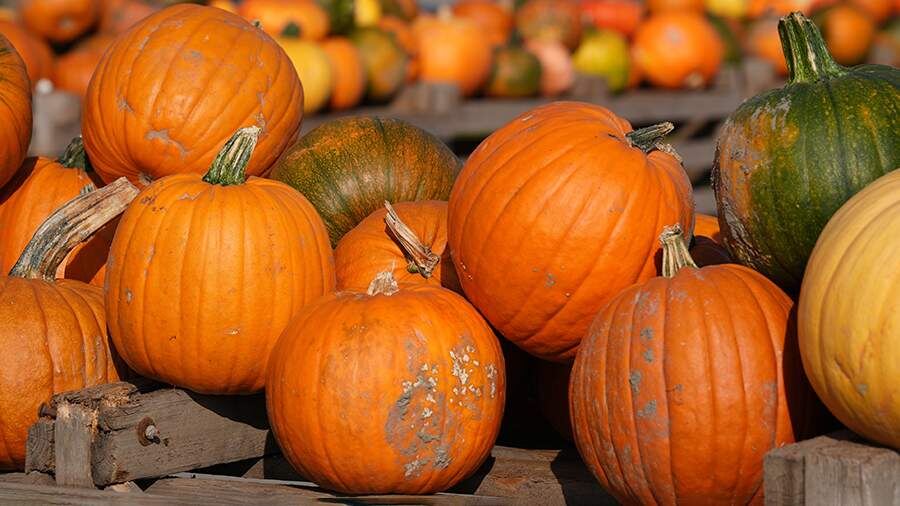Тыквенное время: как выбрать идеальный плод и сохранить его пользу