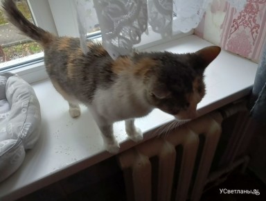 ���������� ���������� ������: ������ ������� � ������� ��������