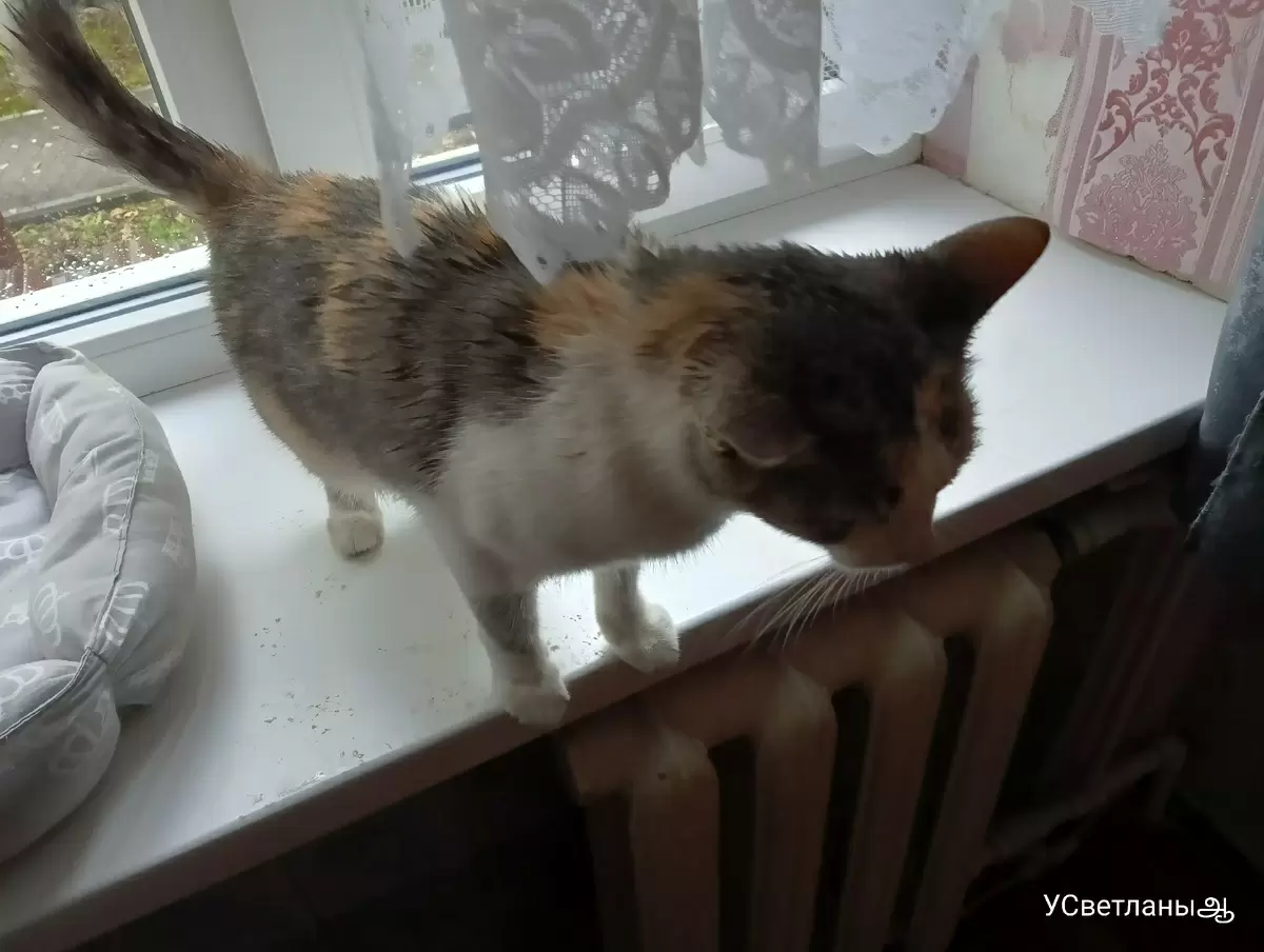 Воскресный кулинарный уикенд: уютные моменты и вкусные открытия