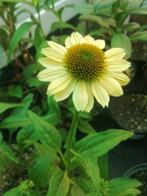 ��������� ���� � �������������� �������� ������� � ���������� �����