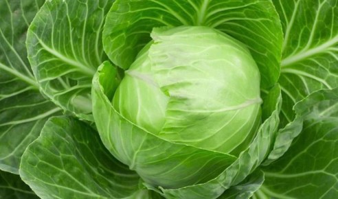Как вырастить гигантские кочаны капусты: секреты успешного урожая в августе