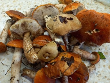 Весенний сбор клюквы: как разжиться витаминами из болота