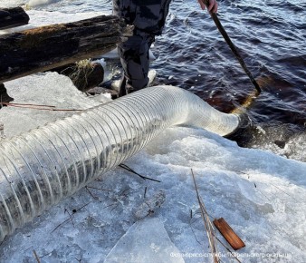 Кемь пополнилась новыми жителями: более 12 тысяч мальков сёмги и лосося выпущены в природу