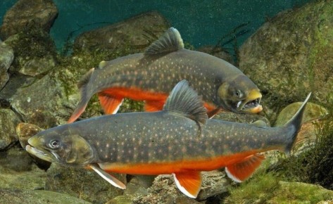 ������� �����: ������� �������� ���