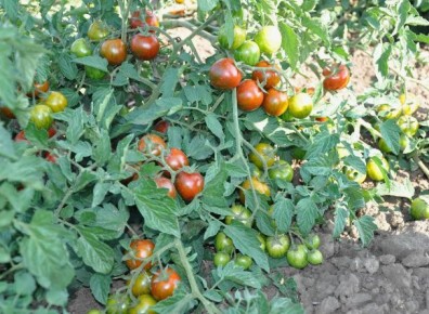 ������ ������� �� ���������: ������ ��� ��������� ������