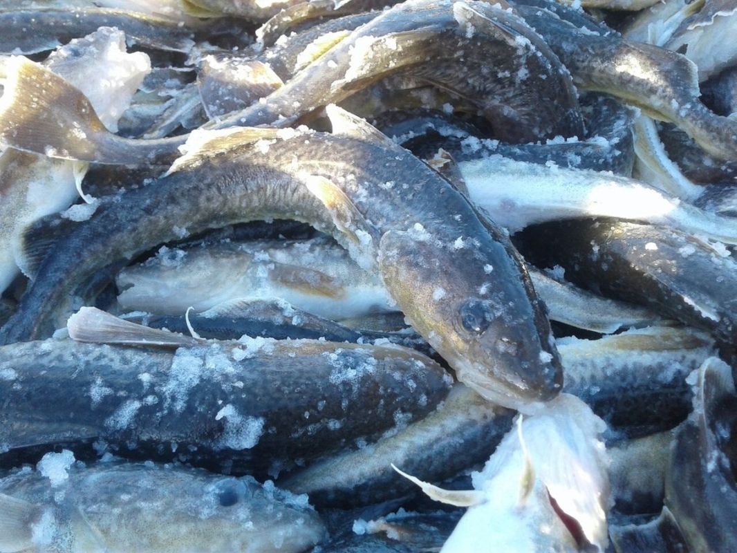 Как цифровая маркировка рыбы изменит рынок: малый бизнес под угрозой