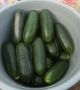 Кафкас: уникальный огурец, который радует первыми плодами
